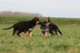 BERGER ALLEMAND 1184